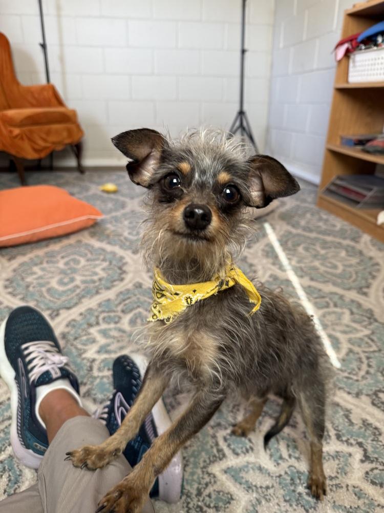 Enlarge Harry, a Adoptable mixed breed in San Leon, TX image 3/6