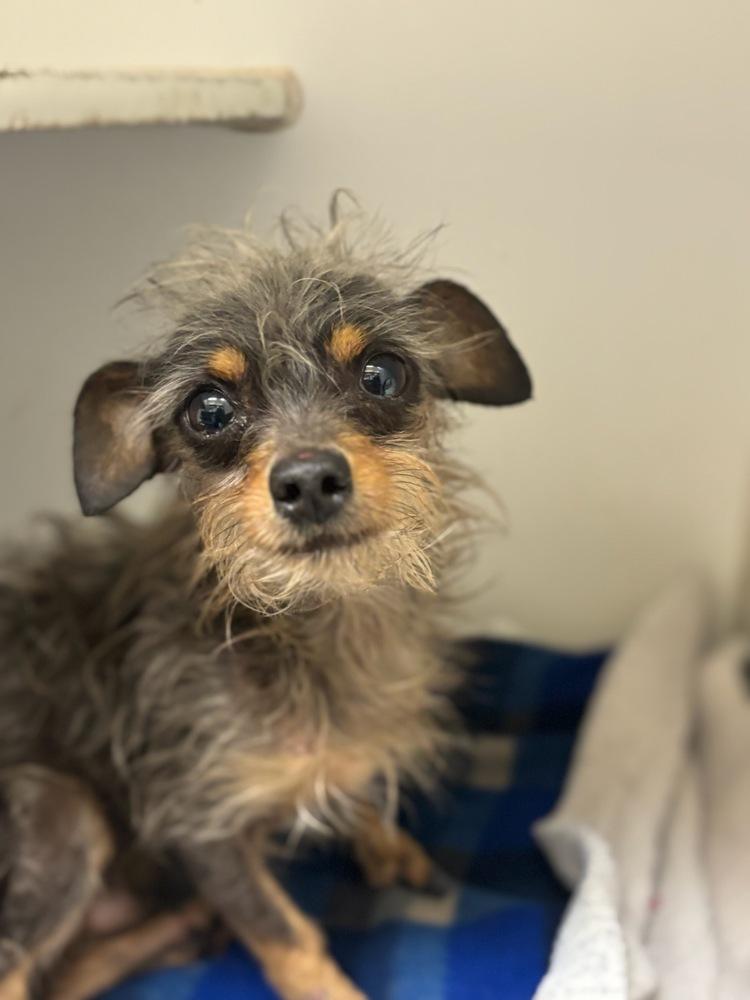 Enlarge Harry, a Adoptable mixed breed in San Leon, TX image 4/6