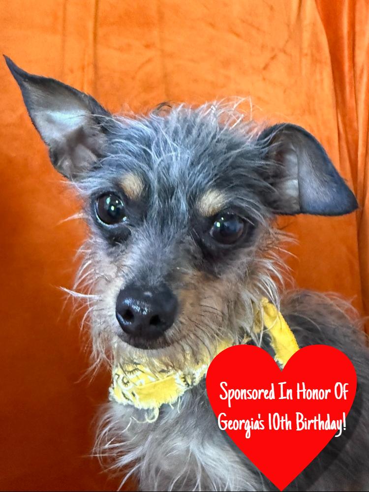 Enlarge Harry, a Adoptable mixed breed in San Leon, TX image 5/6