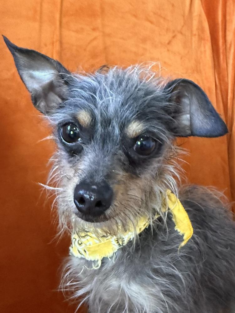 Enlarge Harry, a Adoptable mixed breed in San Leon, TX image 6/6