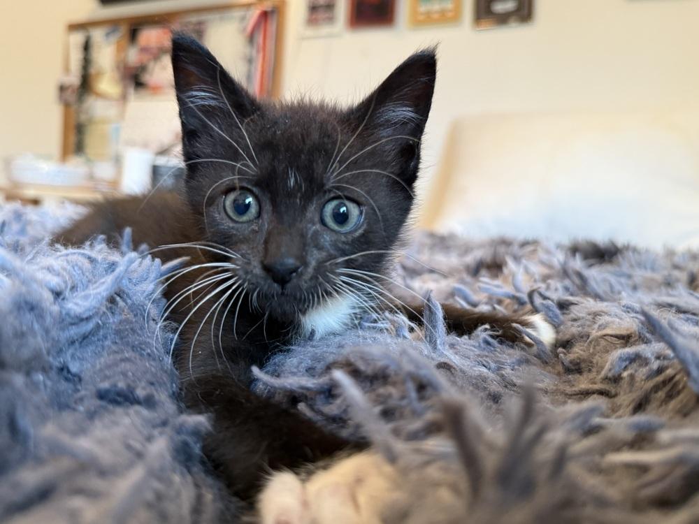 Twinkie, Adoptable, Kitten Male Domestic Short Hair.