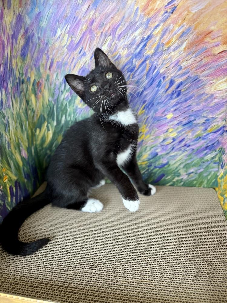 Twinkie, a Adoptable Domestic Short Hair in Saint Augustine, FL image 3/6