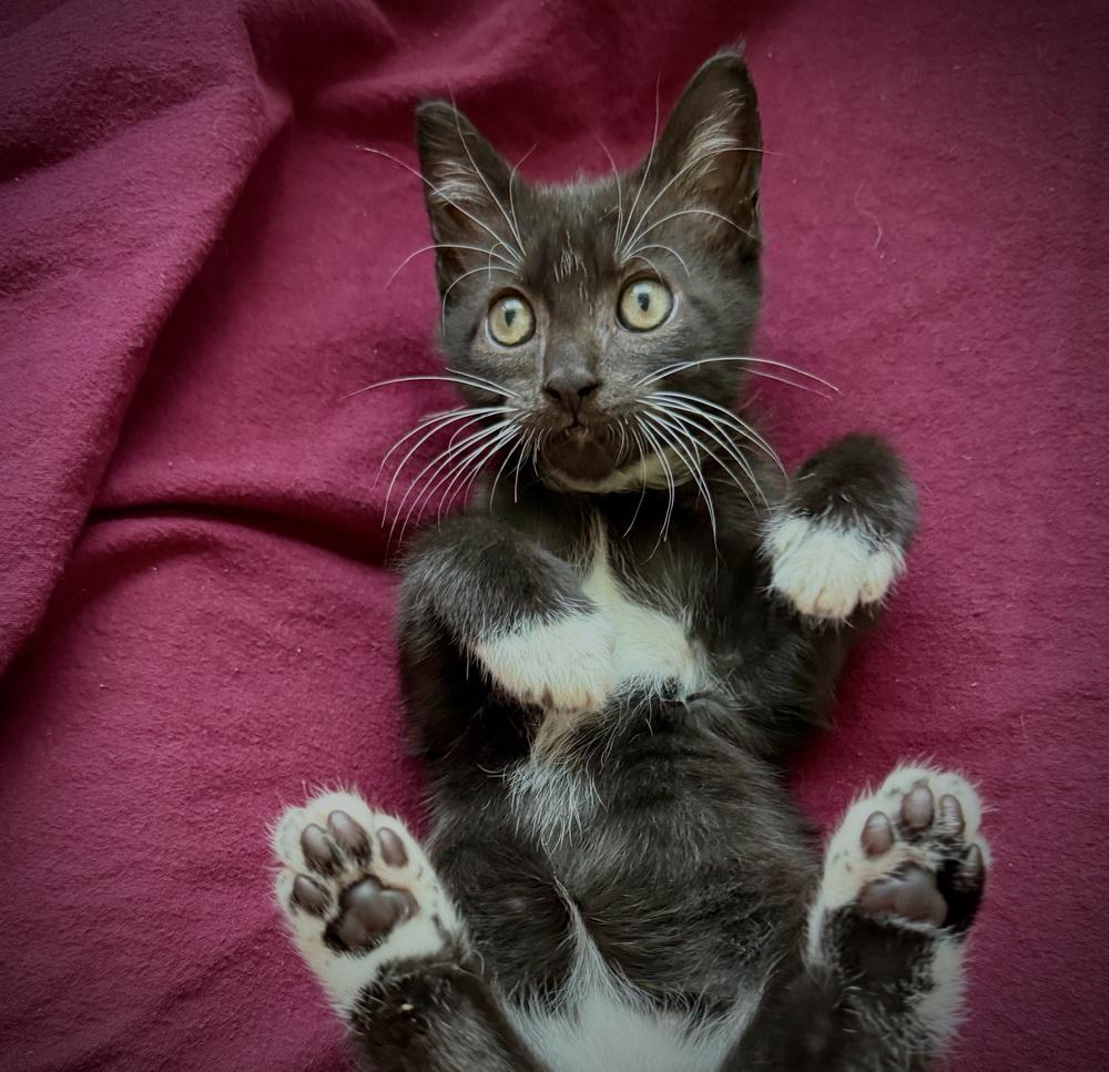 Twinkie, a Adoptable Domestic Short Hair in Saint Augustine, FL image 5/6