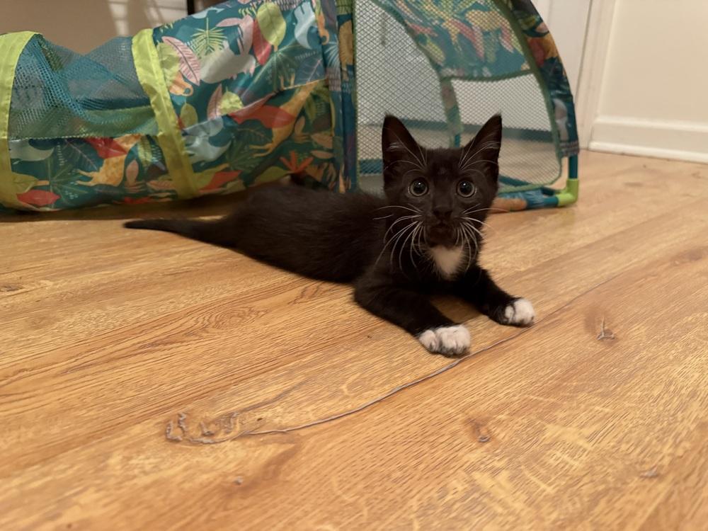 Twinkie, a Adoptable Domestic Short Hair in Saint Augustine, FL image 6/6