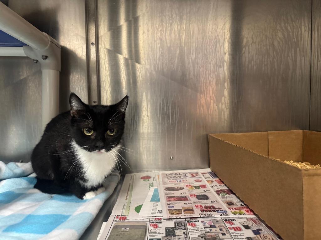 Bella-Adoptable Awaiting S/N, Adoptable, Young Female Domestic Short Hair.