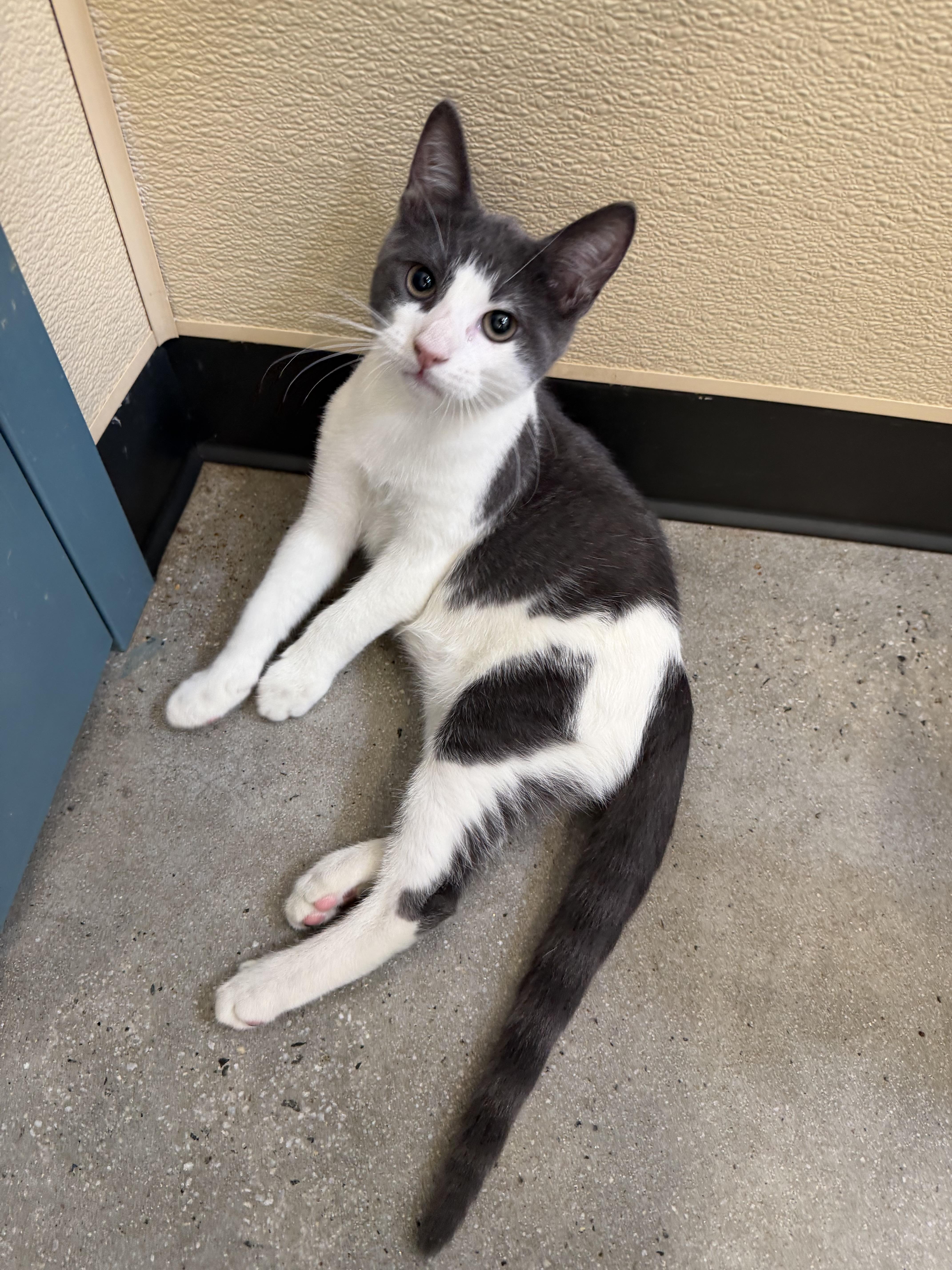Todd, a ADOPTABLE Domestic Short Hair in New Rochelle, NY image 2/4