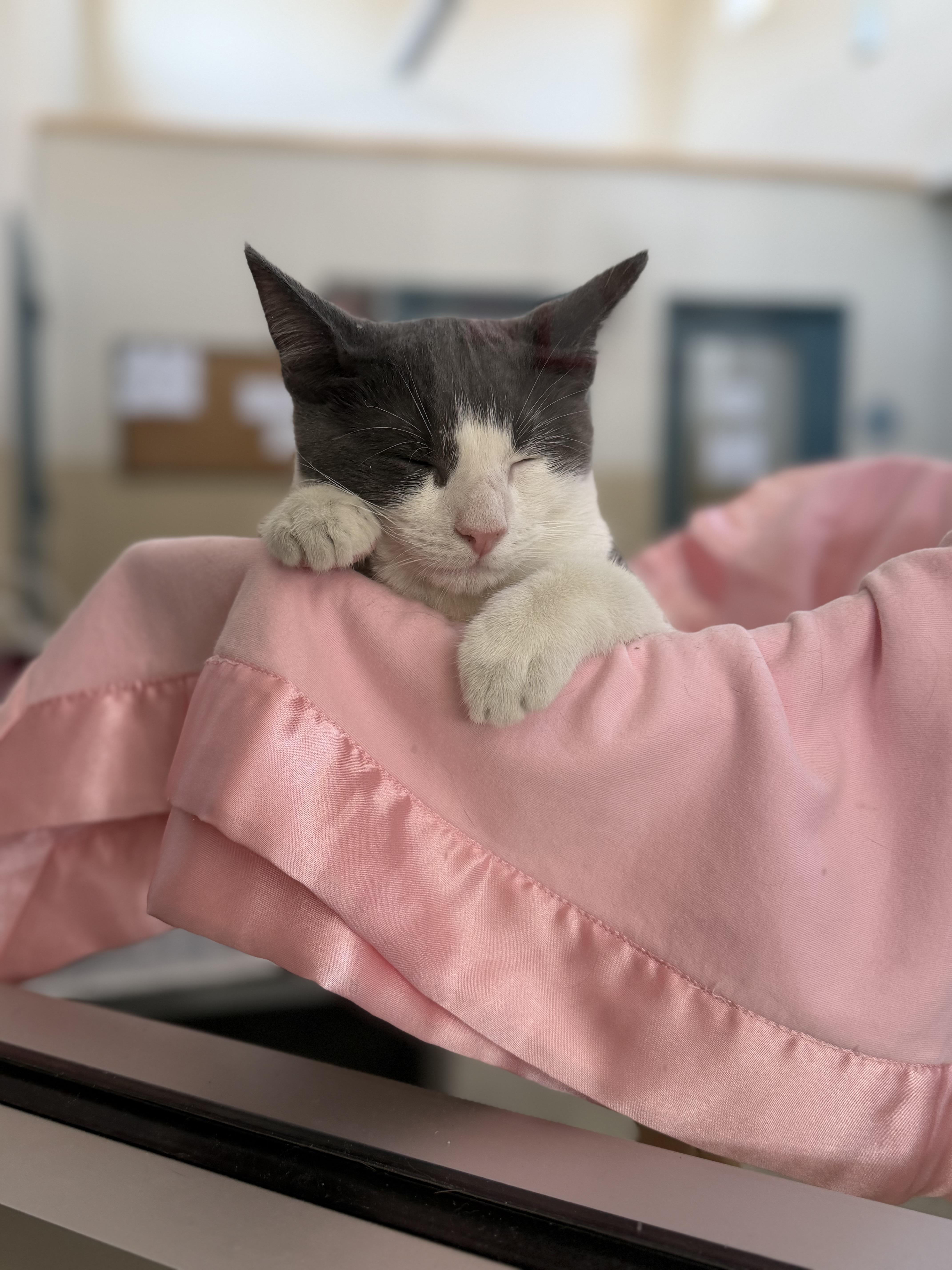 Todd, ADOPTABLE, Kitten Male Domestic Short Hair.