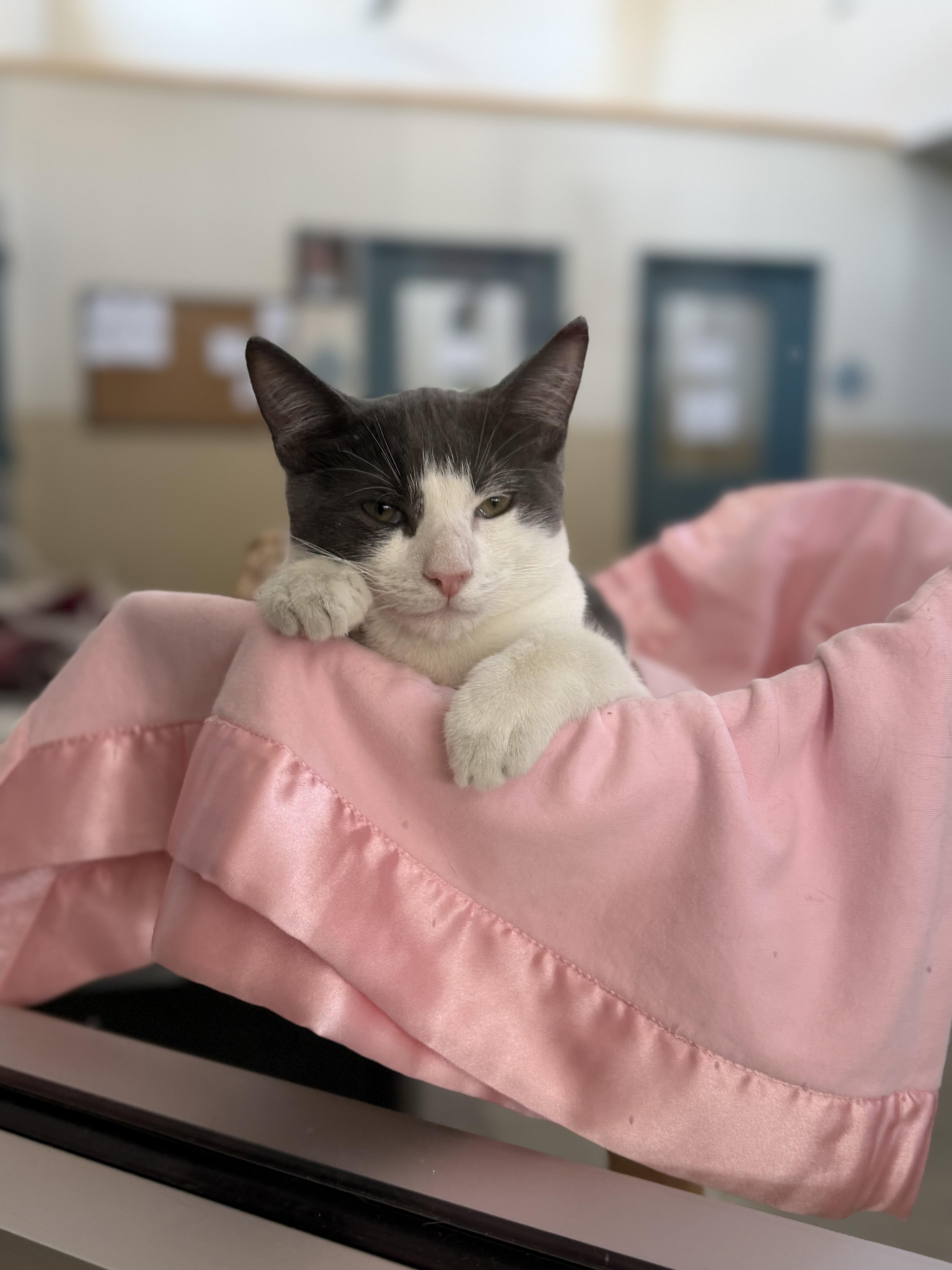 Todd, a ADOPTABLE Domestic Short Hair in New Rochelle, NY image 4/4