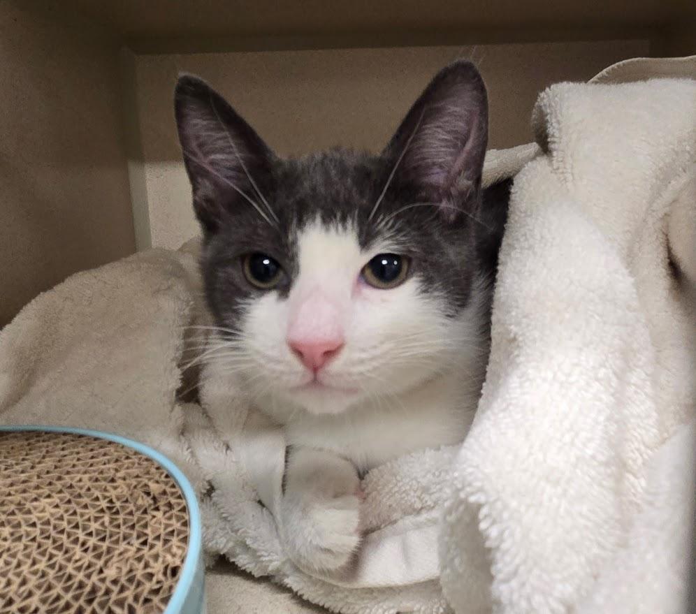 Todd, a ADOPTABLE Domestic Short Hair in New Rochelle, NY image 3/4