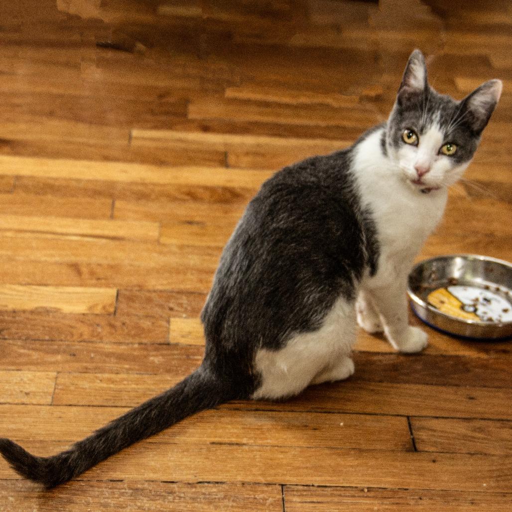 Aspen, Adoptable, Senior Female Domestic Short Hair.