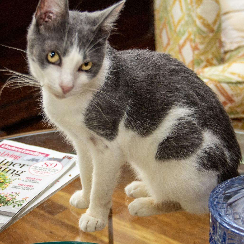 Aspen, a Adoptable Domestic Short Hair in Wichita, KS image 2/6
