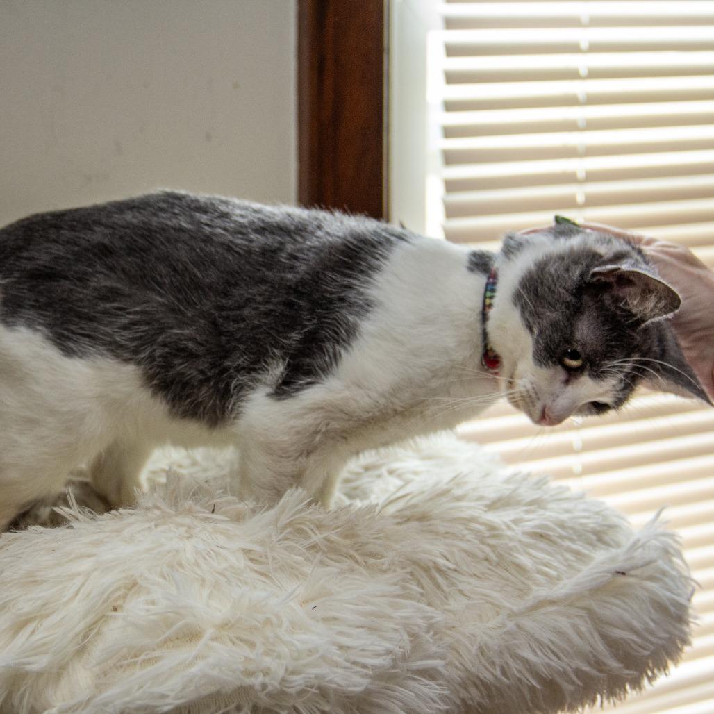 Aspen, a Adoptable Domestic Short Hair in Wichita, KS image 3/6