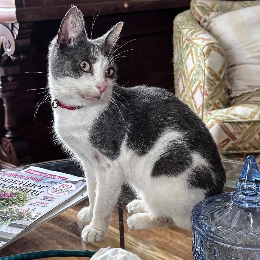 Aspen, a Adoptable Domestic Short Hair in Wichita, KS image 4/6