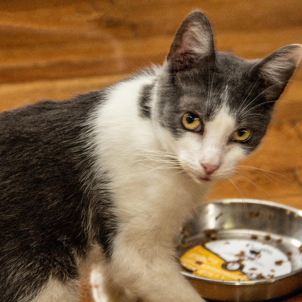 Aspen, a Adoptable Domestic Short Hair in Wichita, KS image 5/6