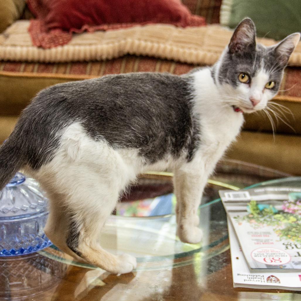 Aspen, a Adoptable Domestic Short Hair in Wichita, KS image 6/6