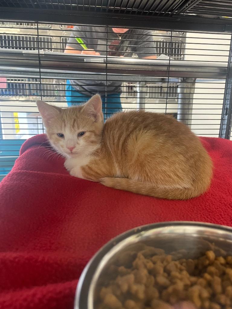 Alpha, Adoptable, Kitten Male Domestic Short Hair.