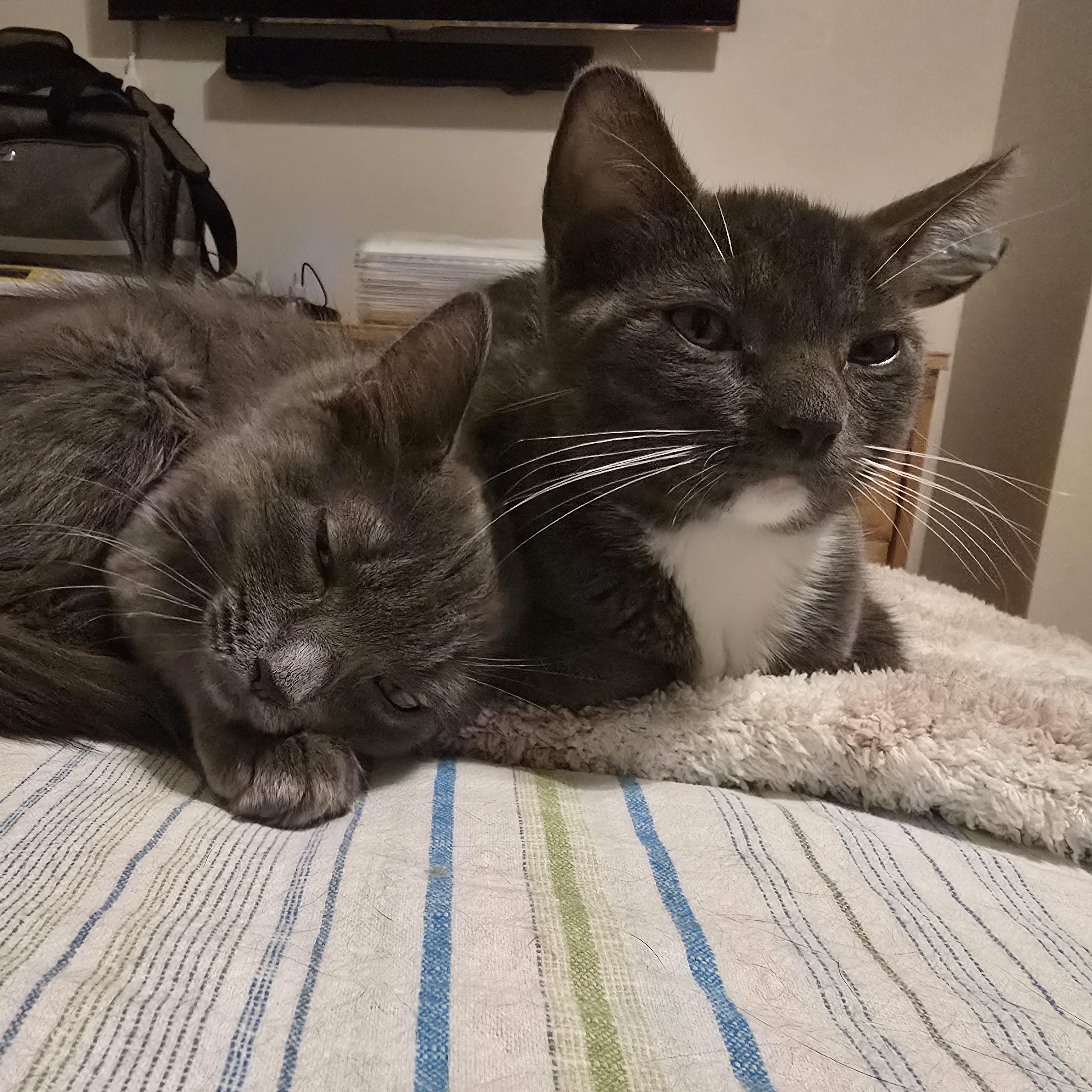 Enlarge Mindy & Marsha, an adopted Russian Blue in Woodbridge, NJ image 2/4