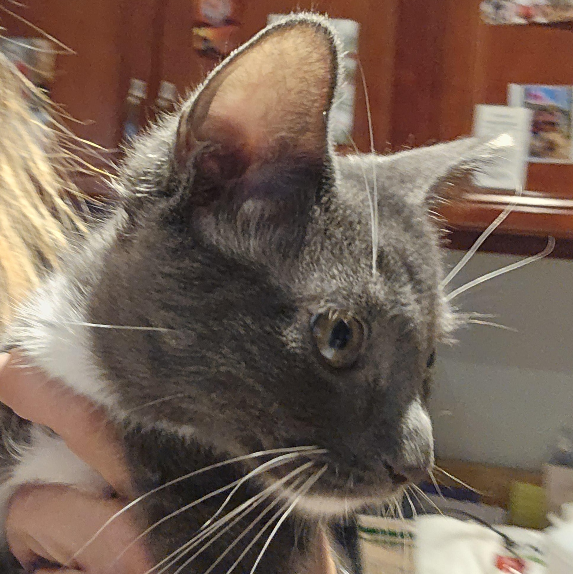 Enlarge Mindy & Marsha, an adopted Russian Blue in Woodbridge, NJ image 3/4