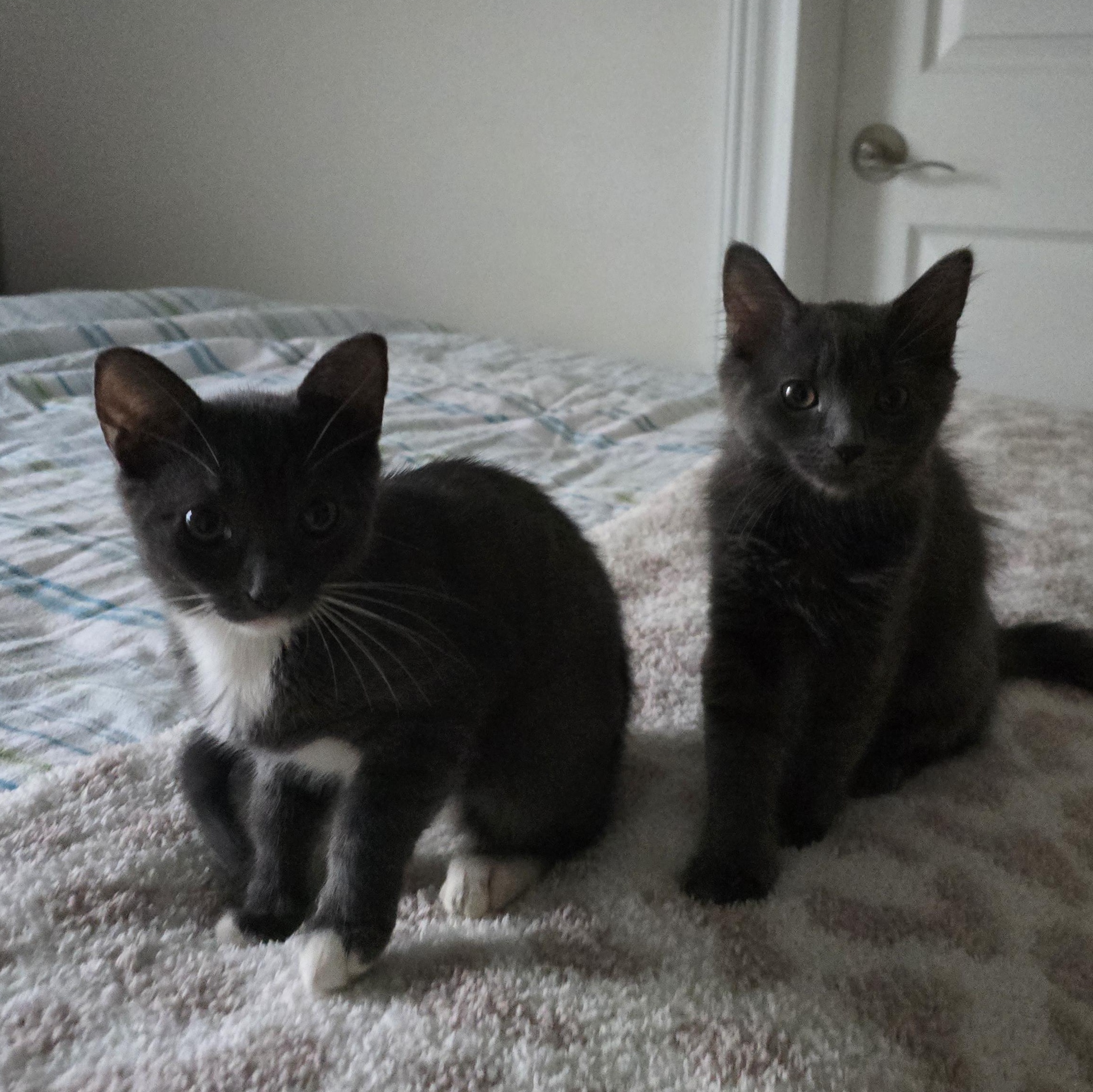 Enlarge Mindy & Marsha, an adopted Russian Blue in Woodbridge, NJ image 4/4