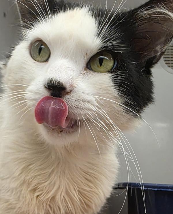 Snoopy, Adoptable, Senior Male Domestic Short Hair.