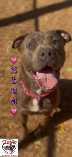 Enlarge Xena, a Adoptable mixed breed in Shasta Lake, CA image 1/3