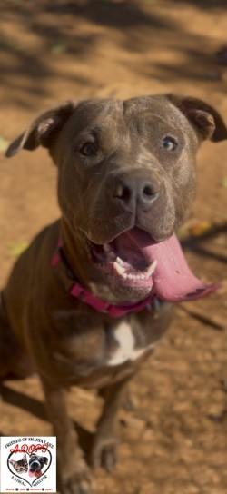 Enlarge Xena, a Adoptable mixed breed in Shasta Lake, CA image 3/3