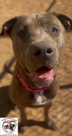 Enlarge Xena, a Adoptable mixed breed in Shasta Lake, CA image 2/3