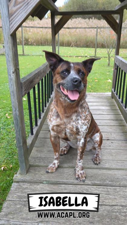 Enlarge Isabella, a Adoptable mixed breed in Ashtabula, OH image 1/3