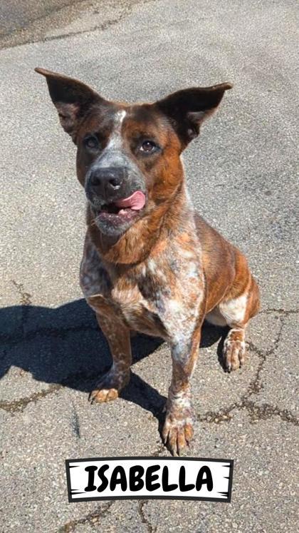 Isabella, Adoptable, Adult Female Cattle Dog & Mixed Breed.