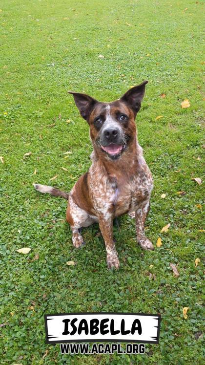 Enlarge Isabella, a Adoptable mixed breed in Ashtabula, OH image 3/3