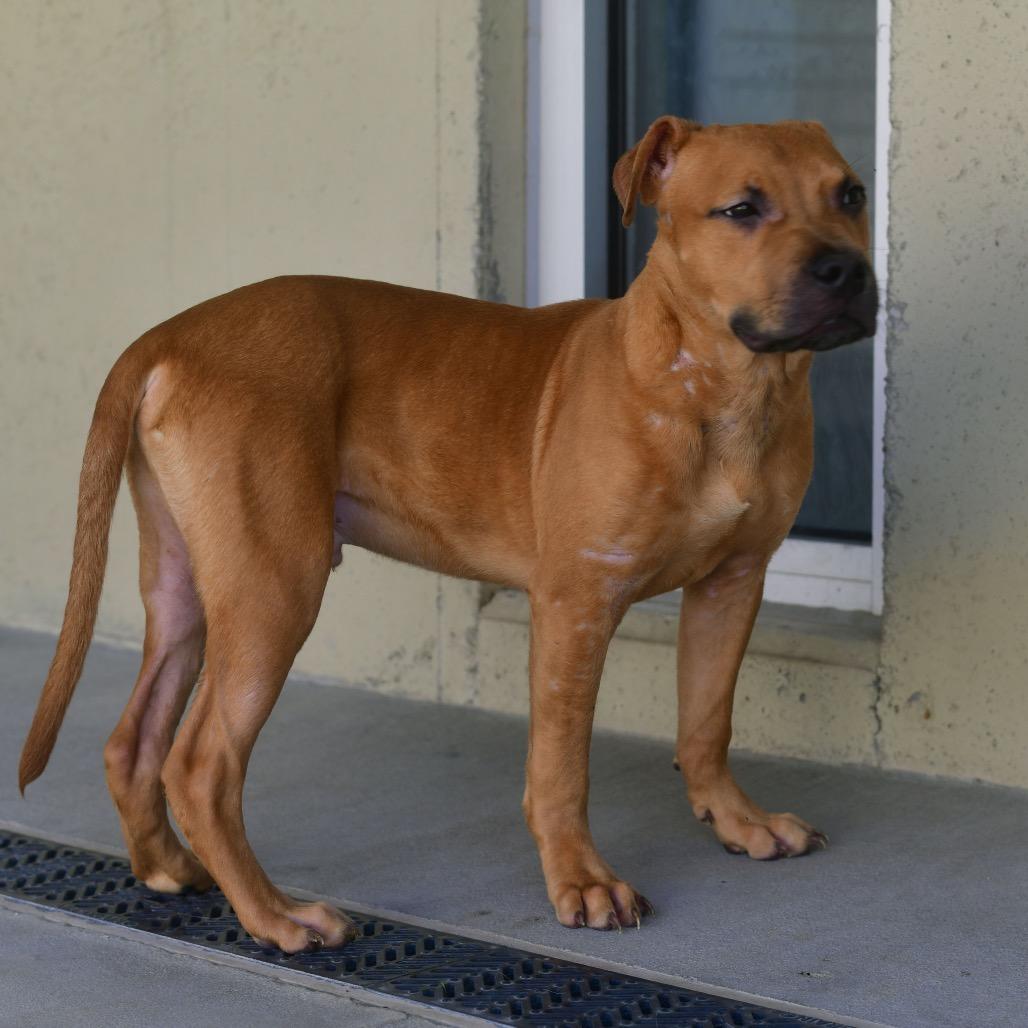 Diesel, Adoptable, Young Male Pit Bull Terrier.