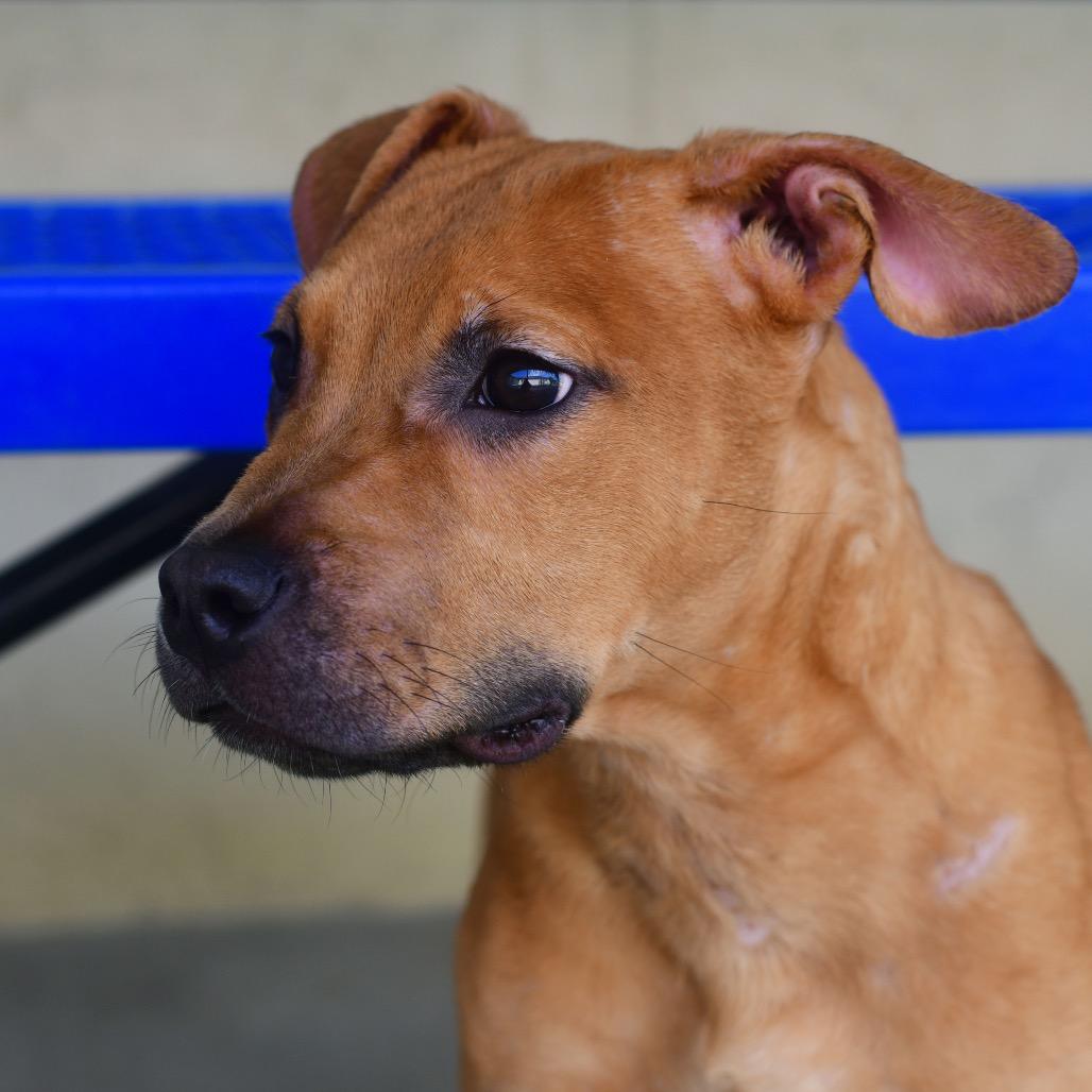 Diesel, a Adoptable Pit Bull Terrier in Ottawa, KS image 2/2