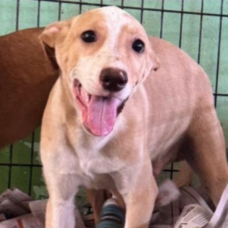 Gael, Young Male Mixed Breed
