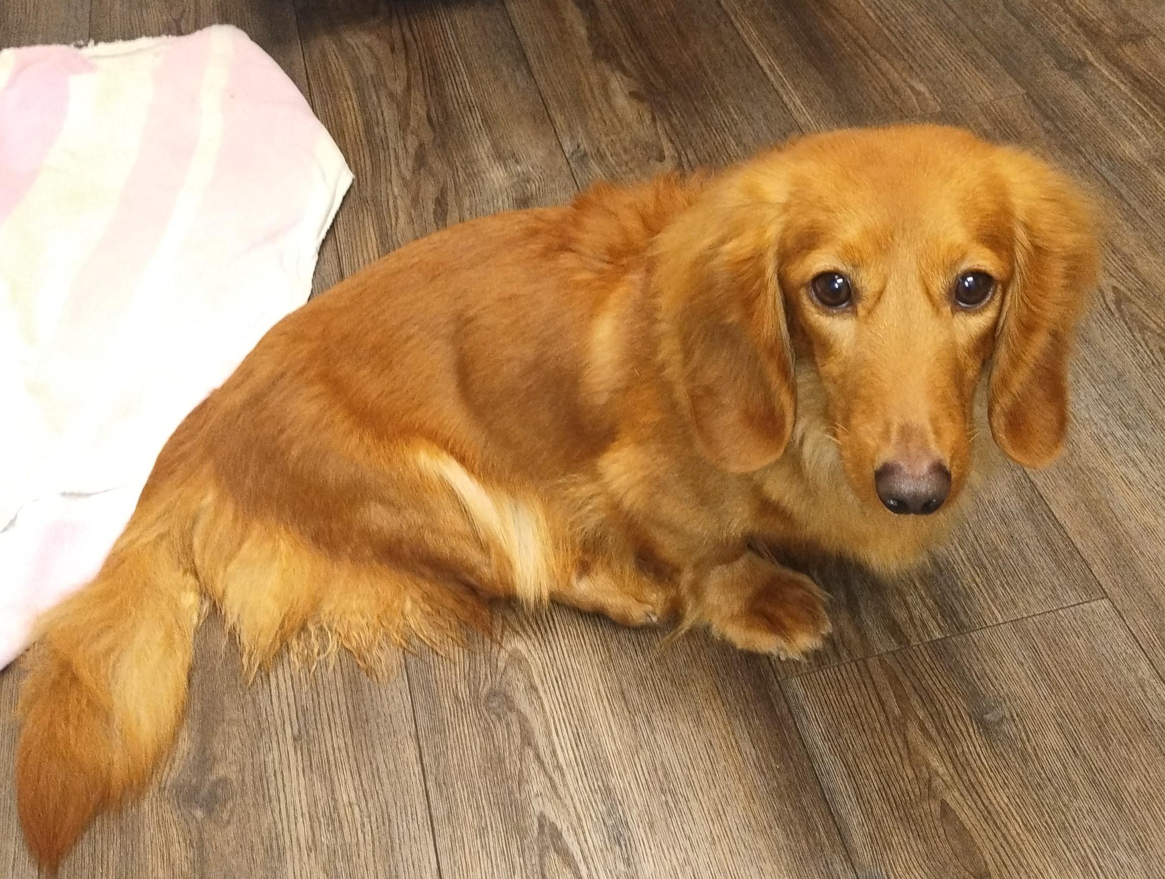 Raina, a ADOPTABLE Dachshund (Long Haired) in Mansfield, OH image 5/5