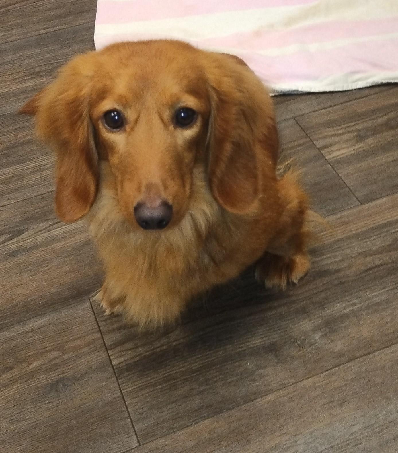 Raina, a ADOPTABLE Dachshund (Long Haired) in Mansfield, OH image 2/5