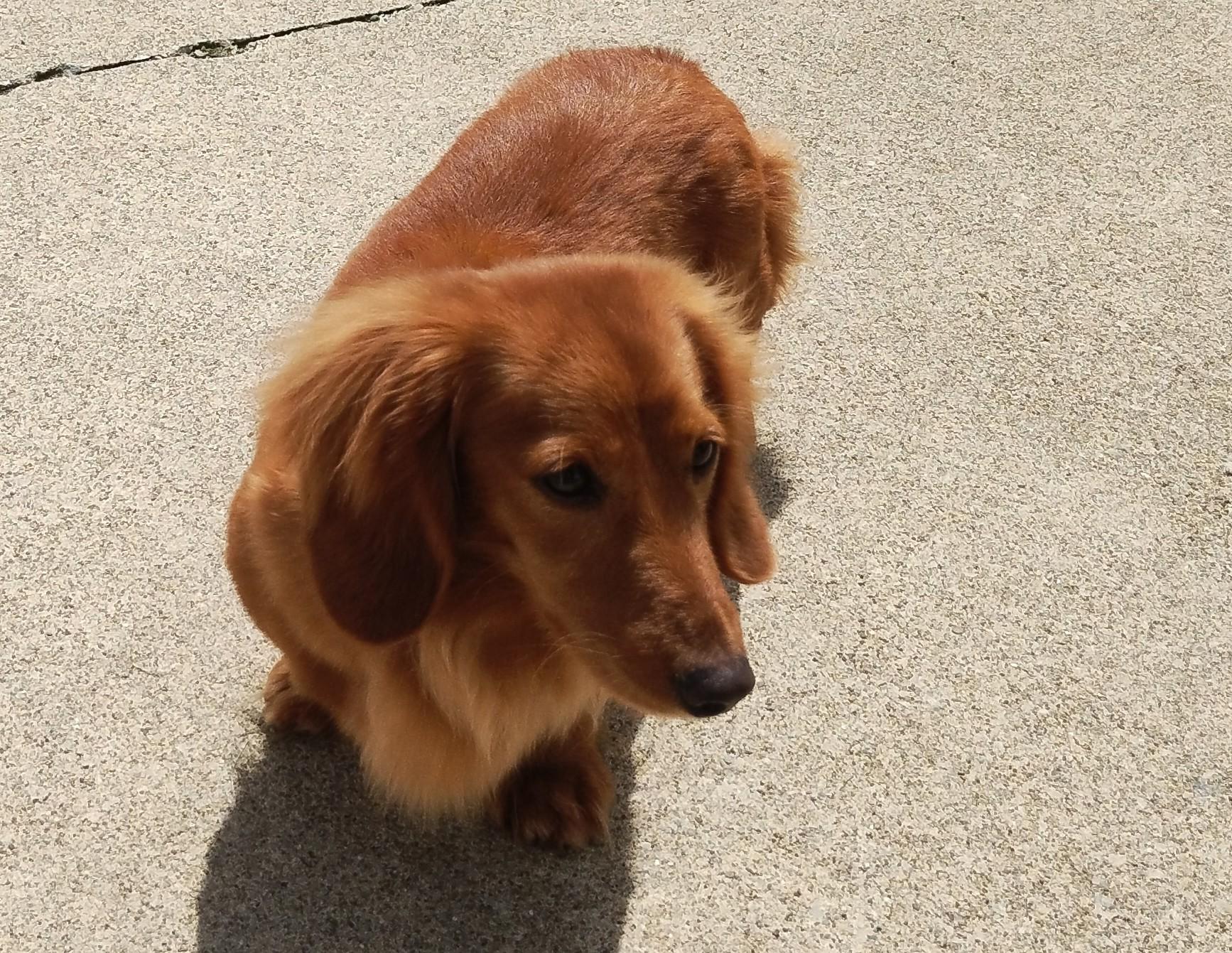 Raina, ADOPTABLE, Adult Female Dachshund (Long Haired).