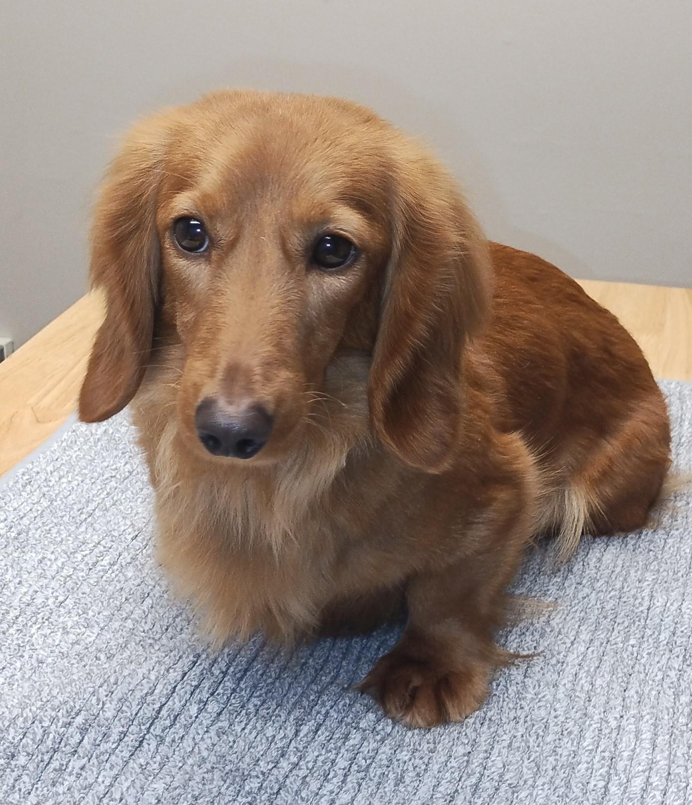 Raina, a ADOPTABLE Dachshund (Long Haired) in Mansfield, OH image 3/5