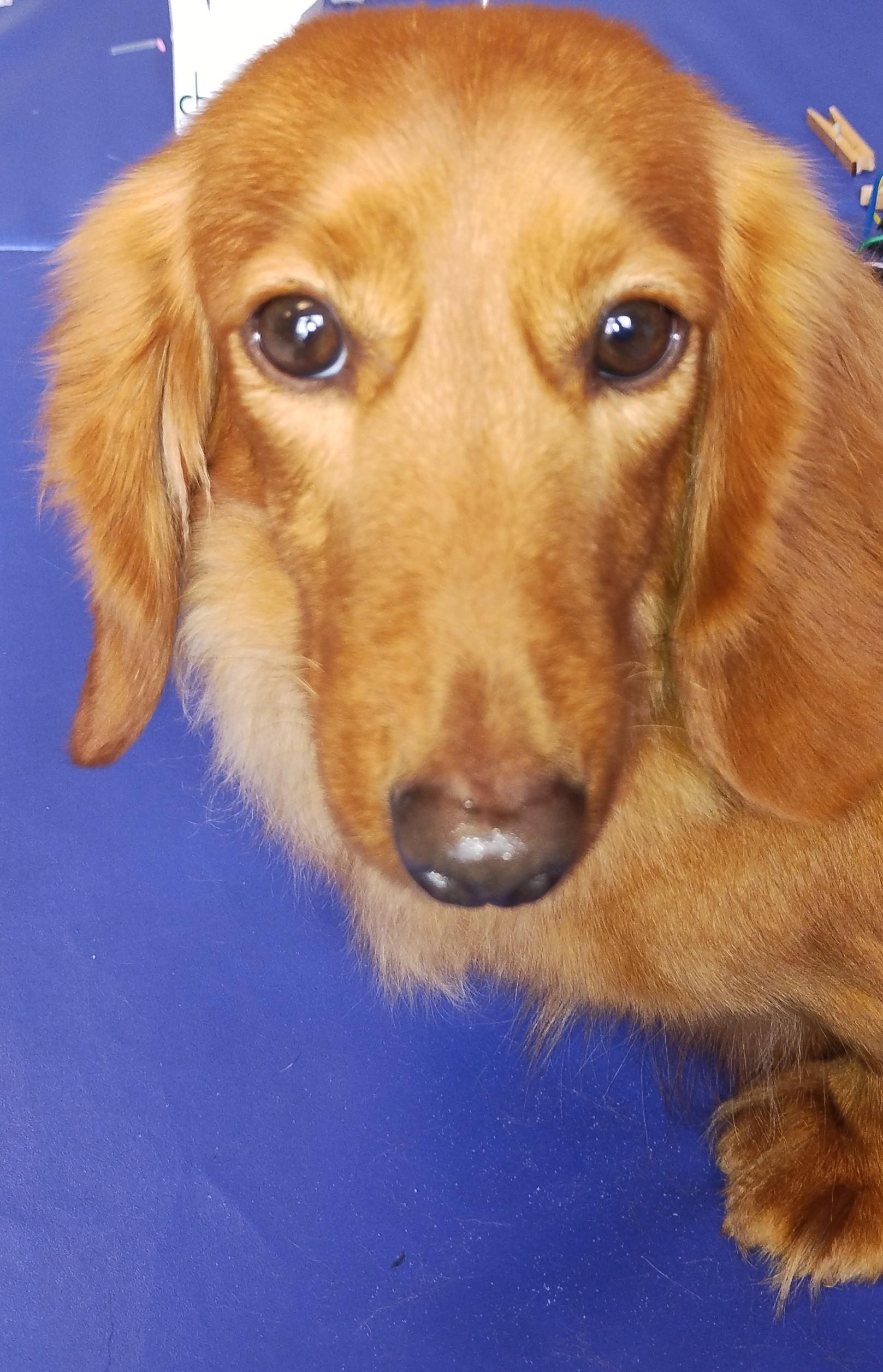 Raina, a ADOPTABLE Dachshund (Long Haired) in Mansfield, OH image 4/5