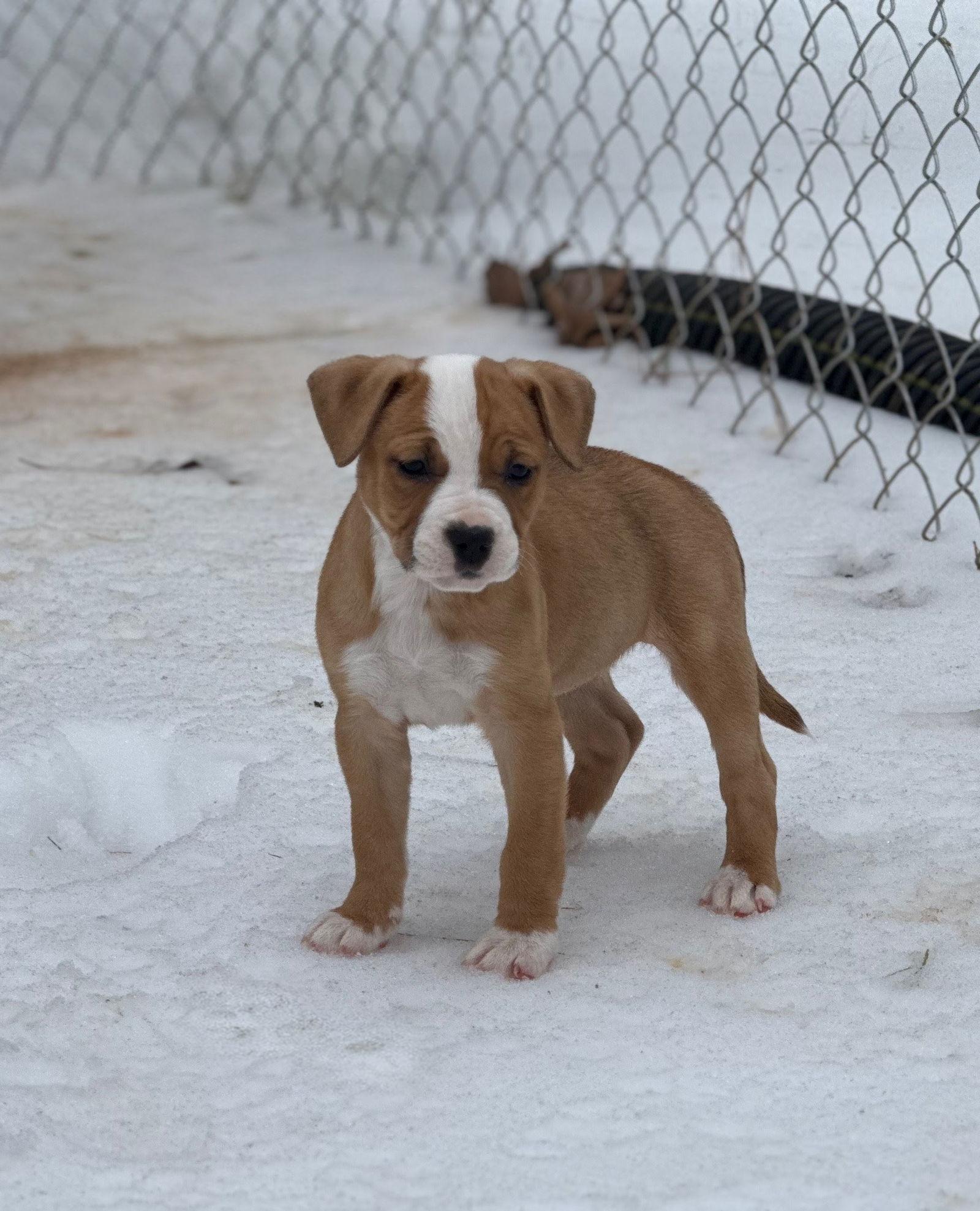 Enlarge Honeybun, a Adopted mixed breed in Forest, VA image 1/3