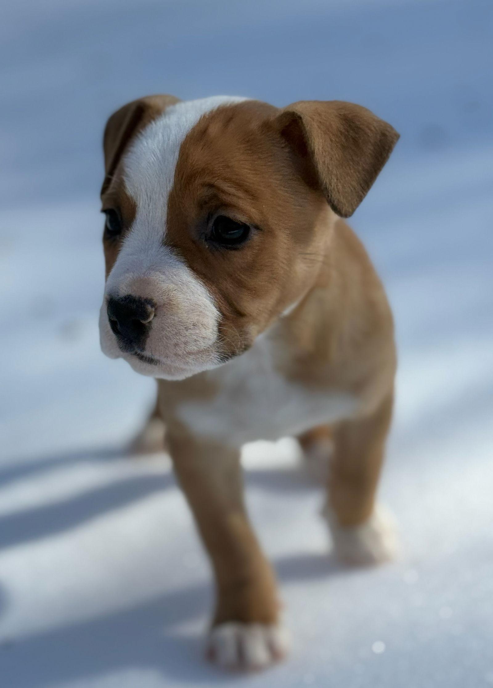 Enlarge Honeybun, a Adopted mixed breed in Forest, VA image 2/3