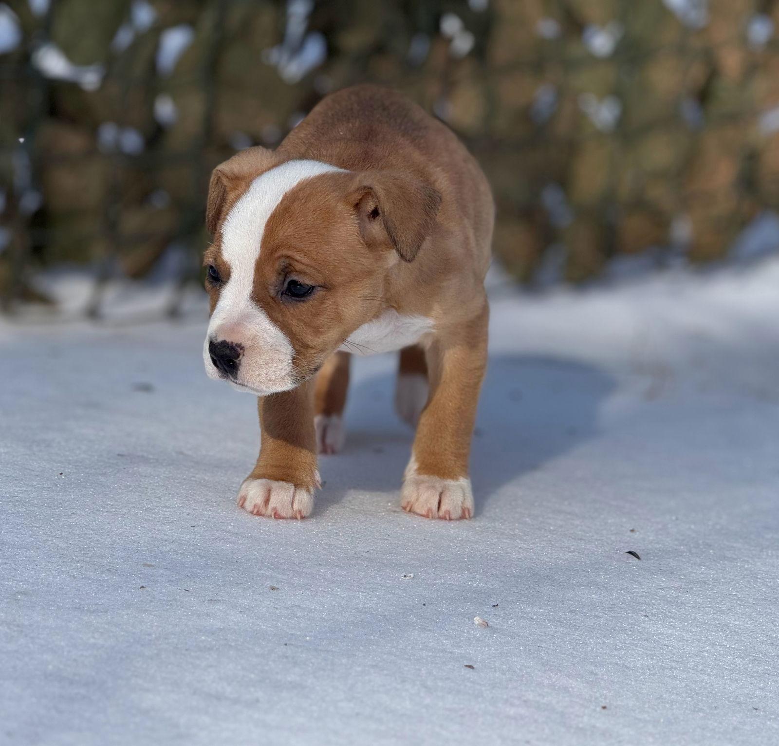 Enlarge Honeybun, a Adopted mixed breed in Forest, VA image 3/3