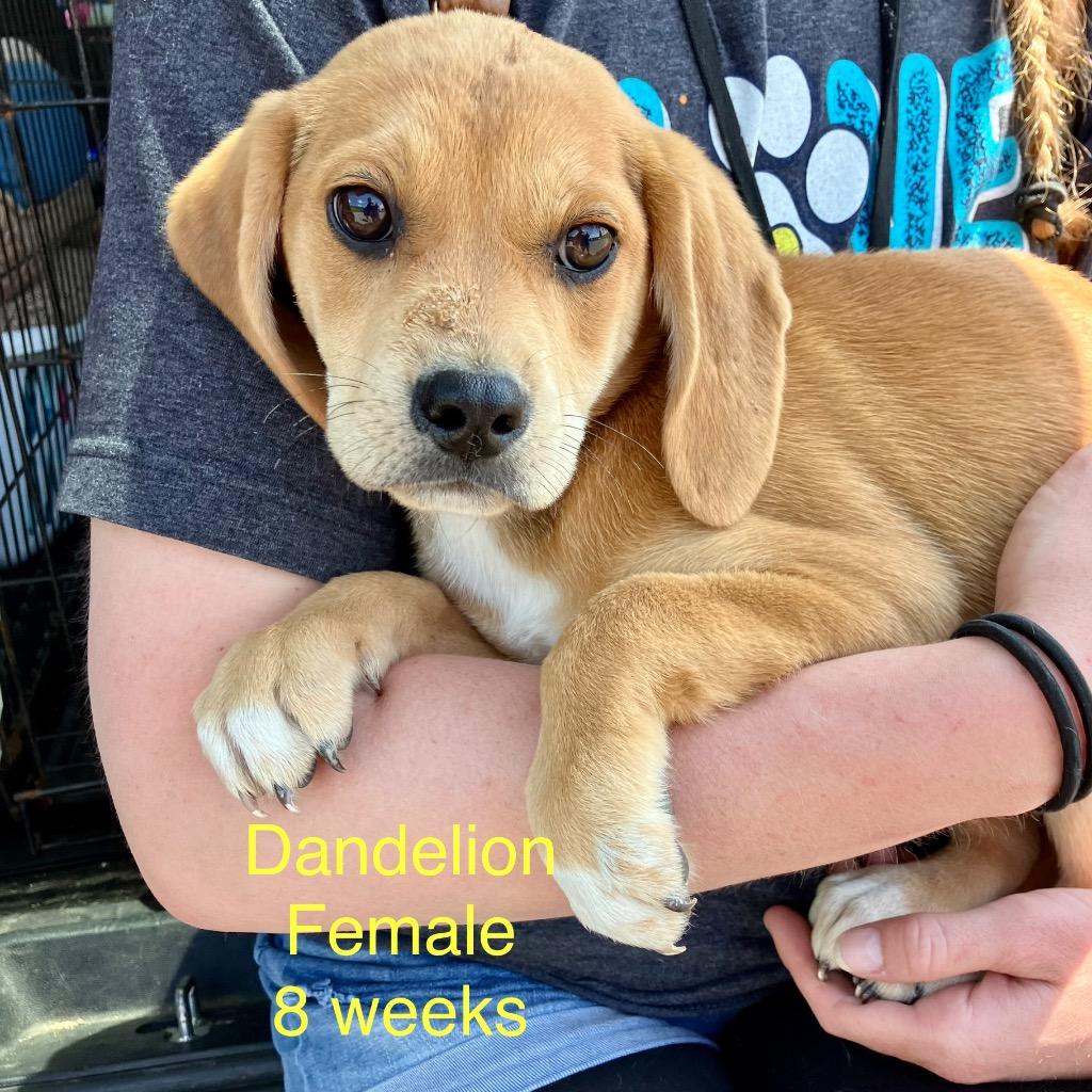 Enlarge Dandelion (7), a Adopted Terrier in New Manchester, WV image 1/1
