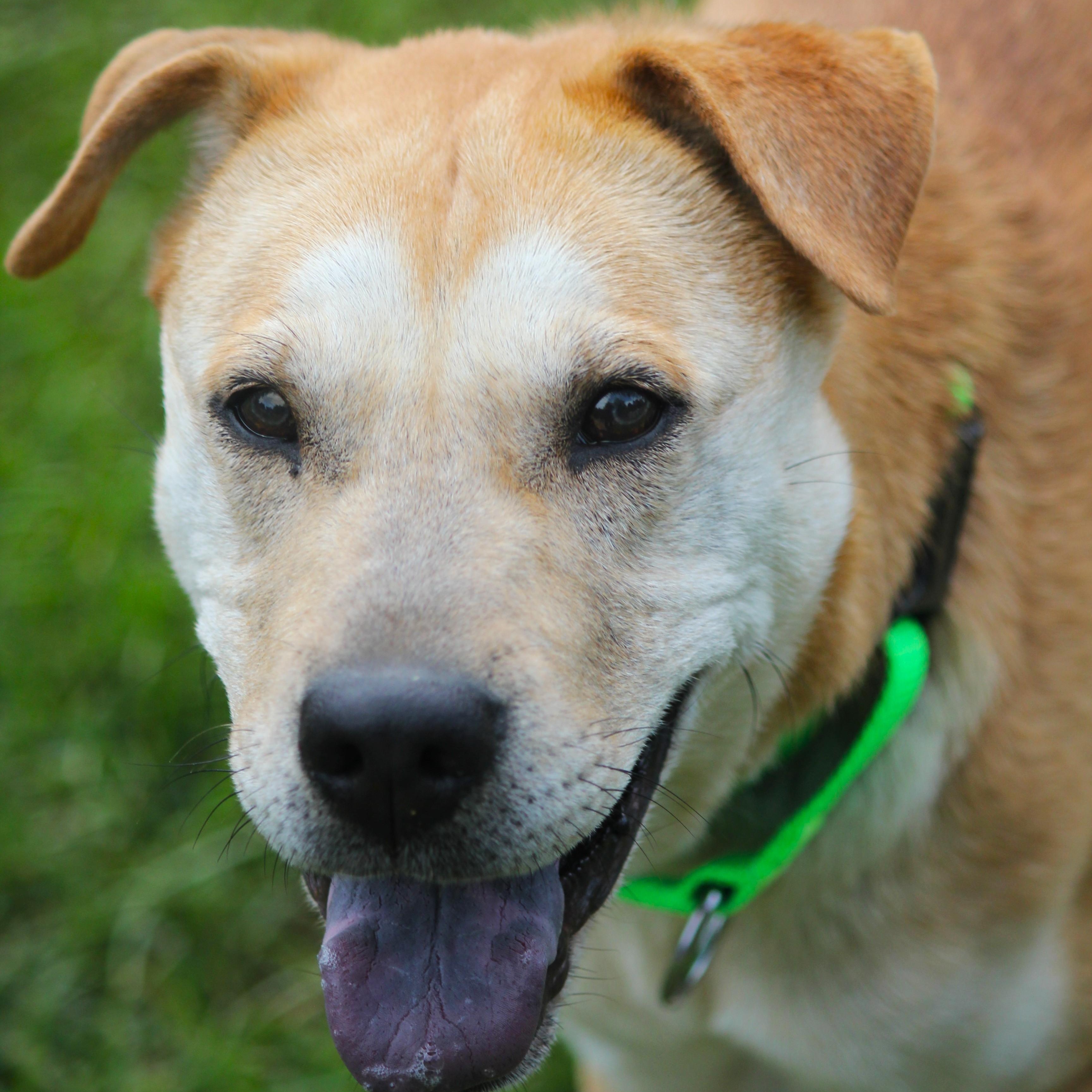 Honey, an adopted mixed breed in Hayward, WI image 1/3