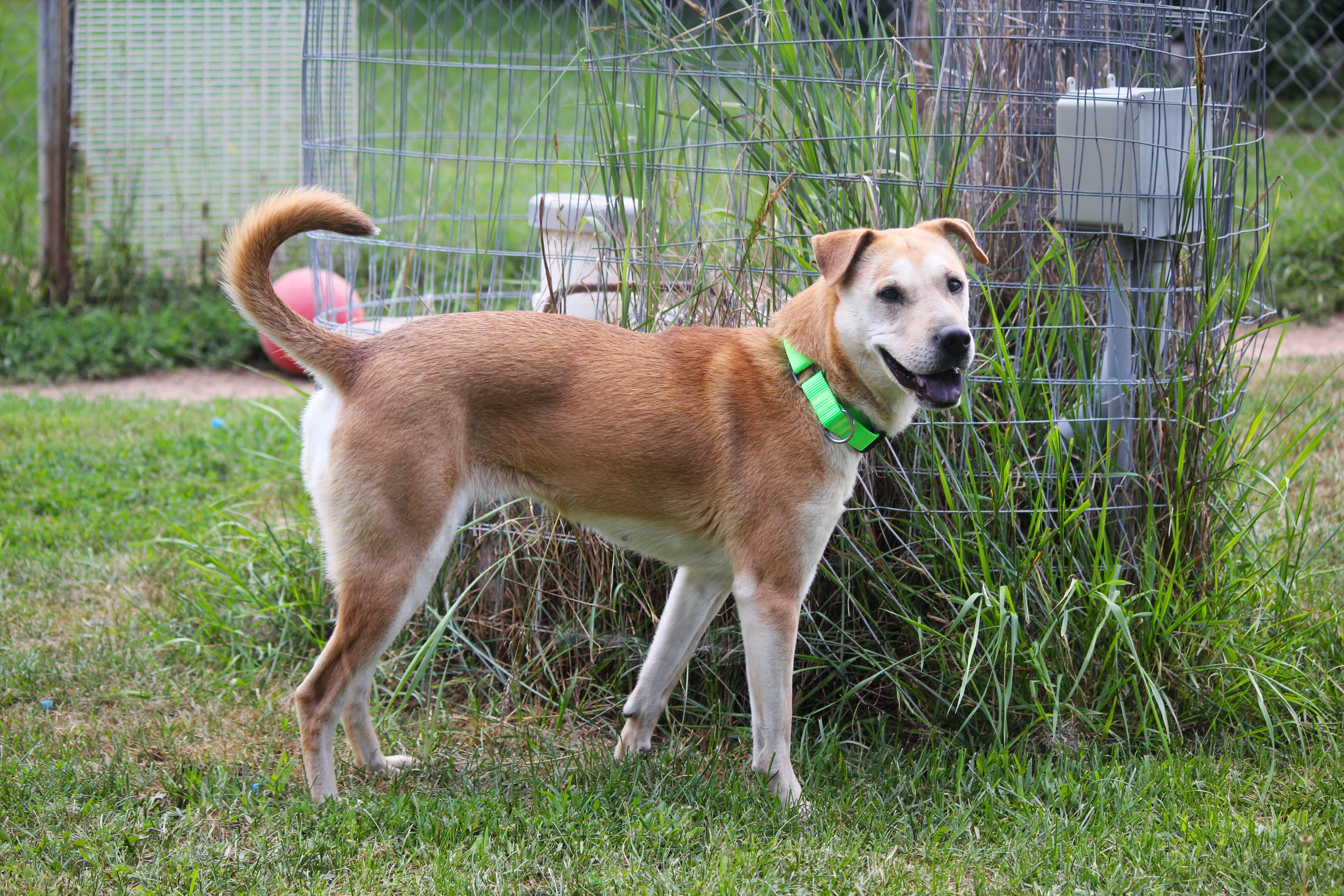 Honey, an adopted mixed breed in Hayward, WI image 2/3