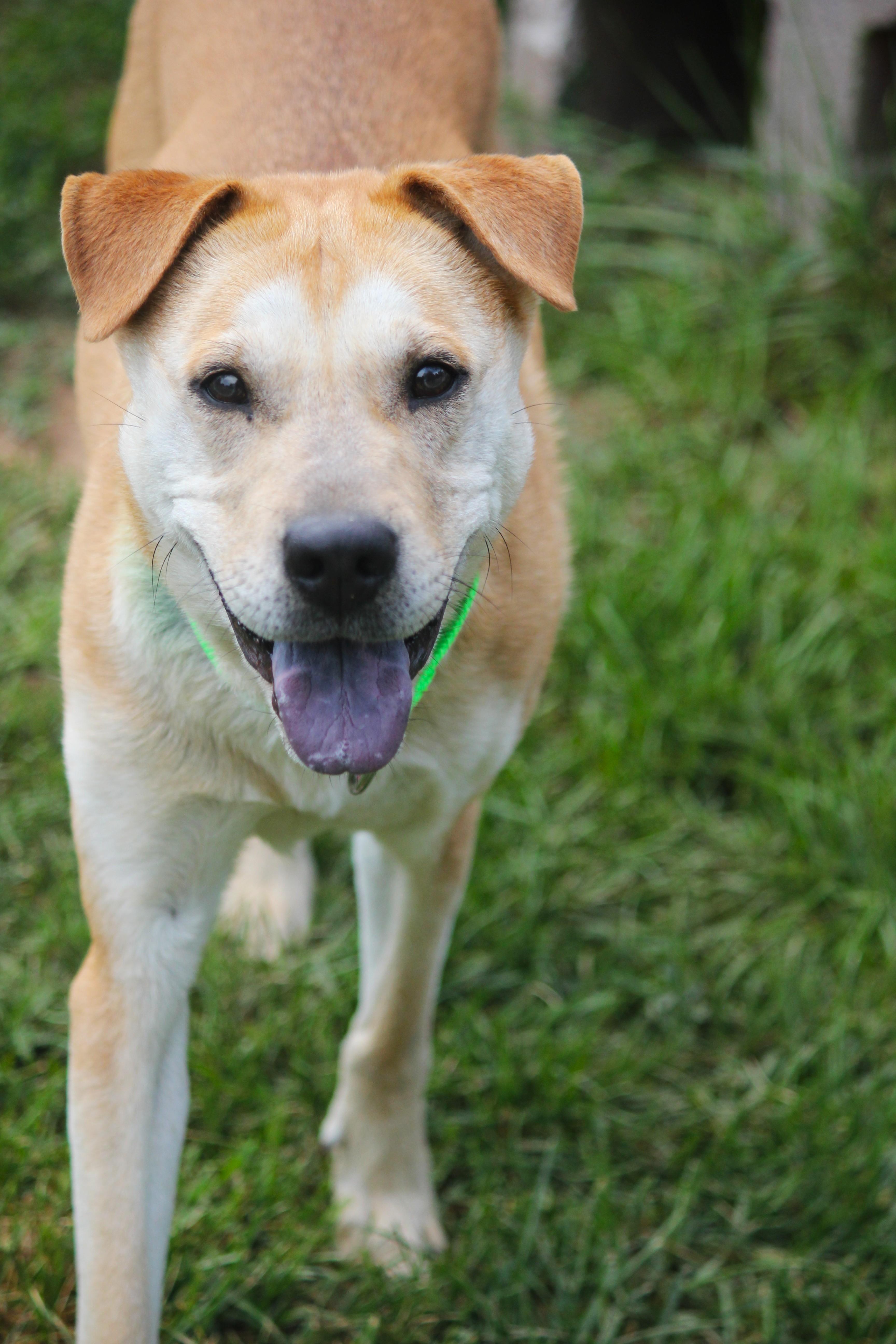 Honey, an adopted mixed breed in Hayward, WI image 3/3