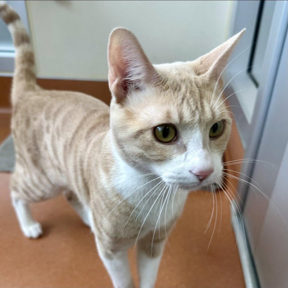 Enlarge Butterscotch, a Adopted Domestic Short Hair in Burlingame, CA image 1/3