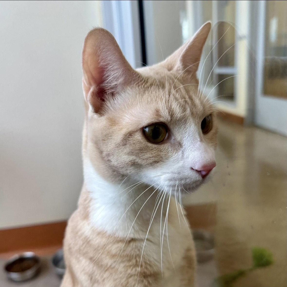 Enlarge Butterscotch, a Adopted Domestic Short Hair in Burlingame, CA image 2/3