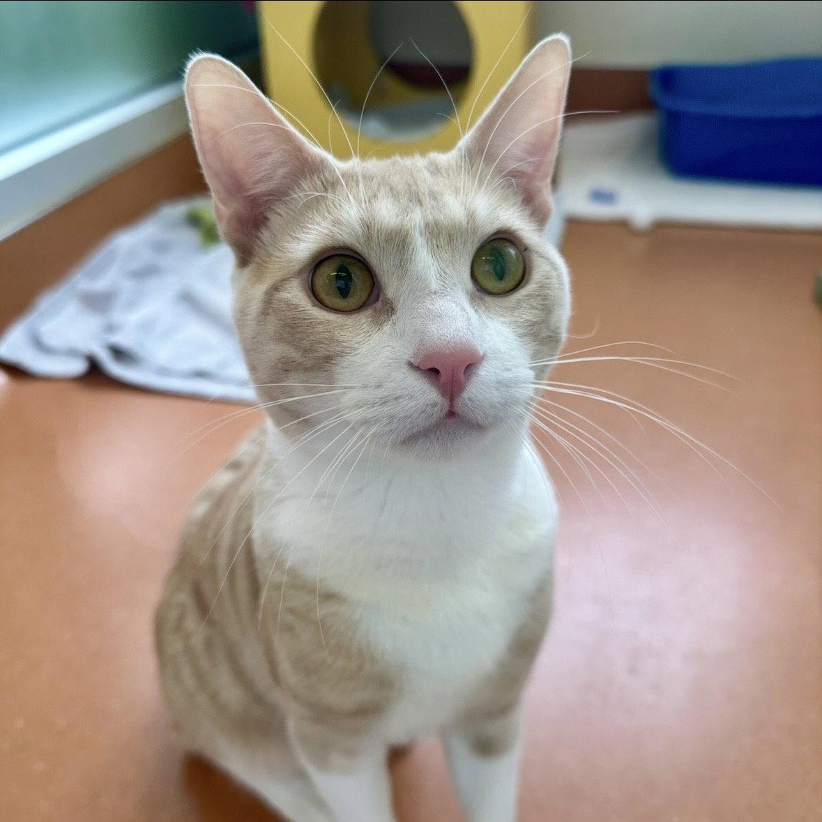 Enlarge Butterscotch, a Adopted Domestic Short Hair in Burlingame, CA image 3/3