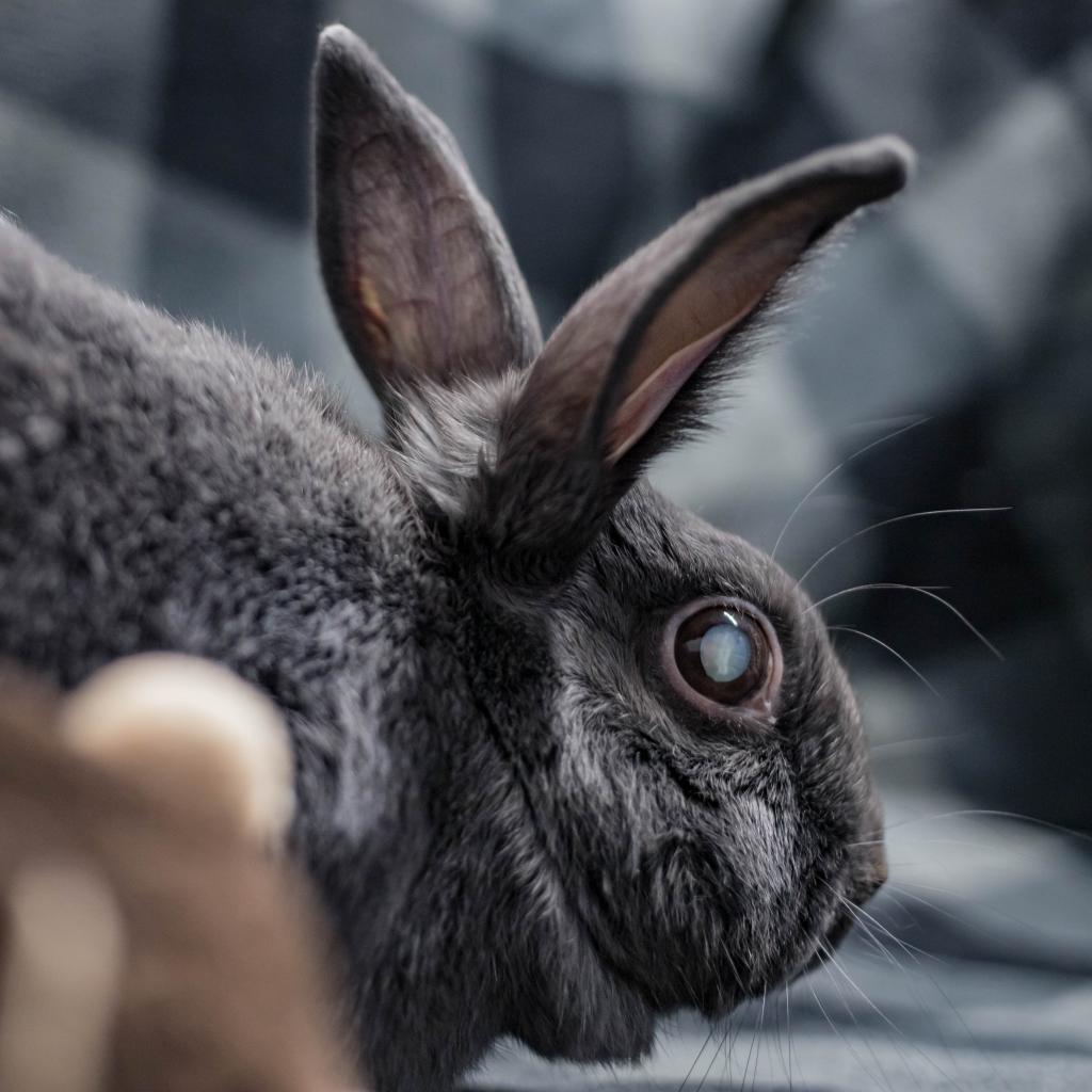 Enlarge Darla, a Adoptable Havana in San Diego, CA image 3/6