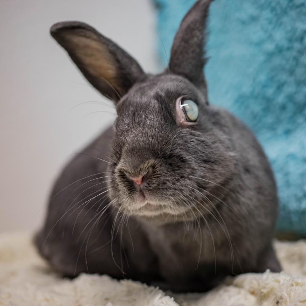 Enlarge Darla, a Adoptable Havana in San Diego, CA image 4/6